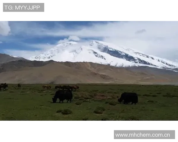 王秋明谈高原适应性问题强调自我反思与客观因素的平衡分析